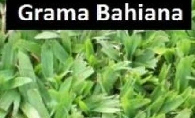 Imagen de publicación